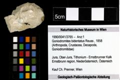 Foto (Objekt + Etiketten) von Goniodromites bidentatus (Reuss, 1858) 